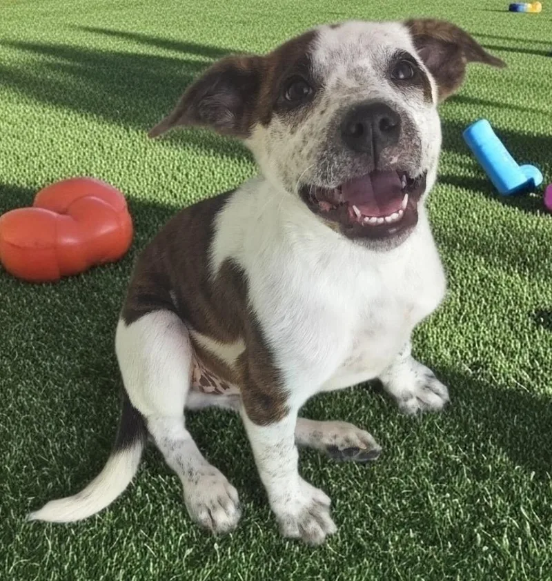 Bindimo Old Puppy! thumbnail 2