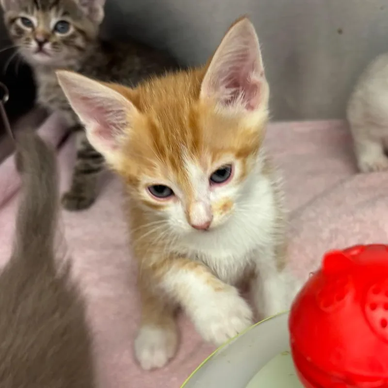 A baby small-sized male Domestic Short Hair cat named Adidas for adoption in Los Angeles, CA
