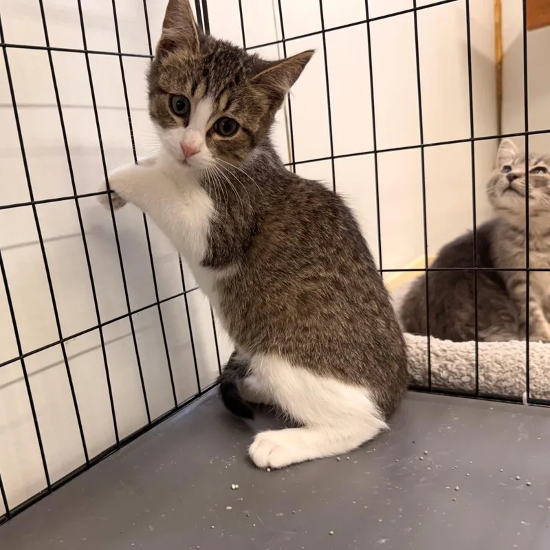 A baby small-sized female Brown / Chocolate Domestic Short Hair cat named Pebble for adoption in Rangely, CO