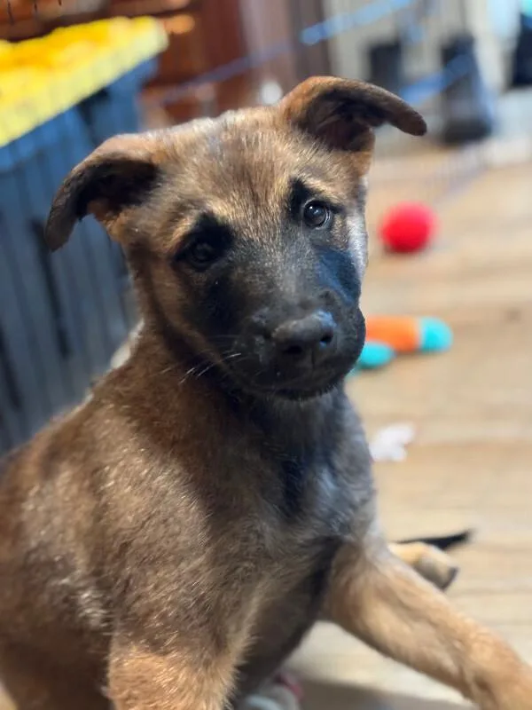 A young large-sized male Brown / Chocolate Belgian Shepherd / Malinois dog named Oslo for adoption in renton, WA