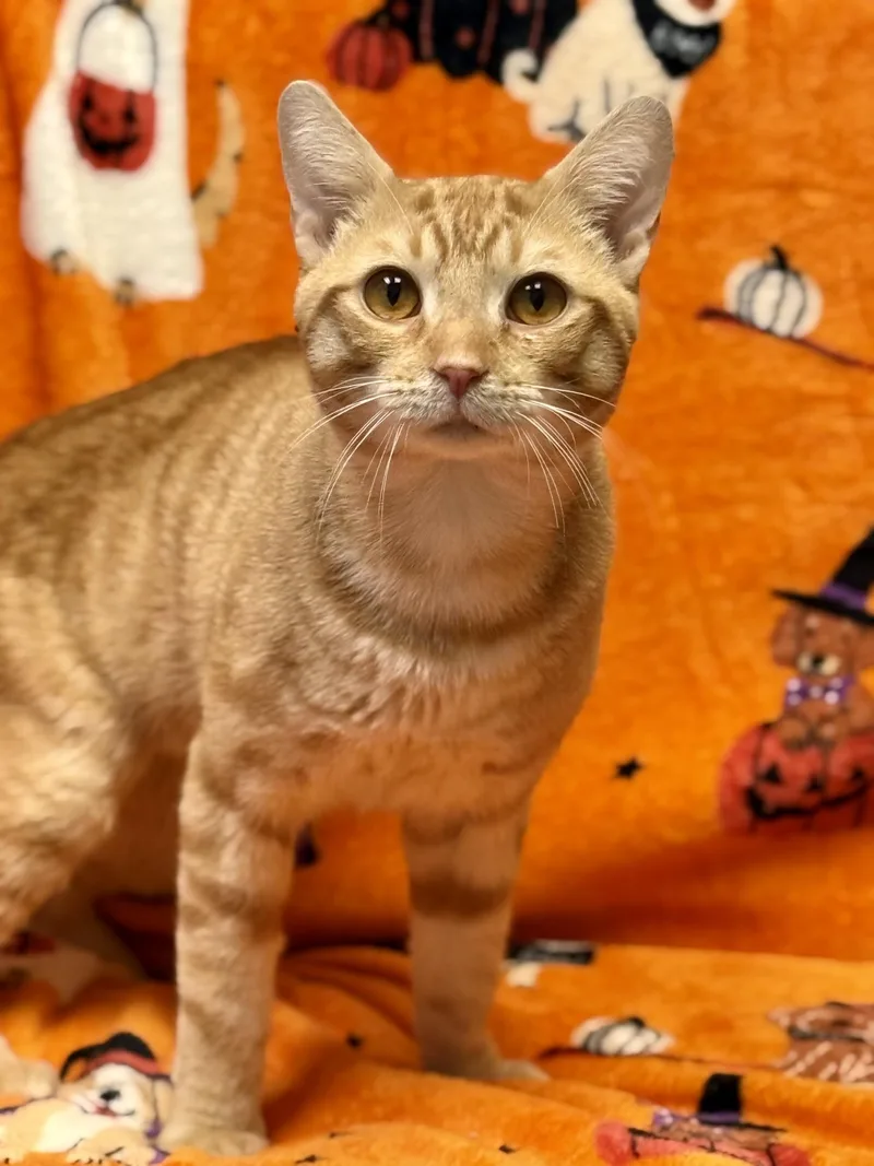 An adult large-sized male Domestic Short Hair cat named Pumpkin for adoption in Ashland, VA