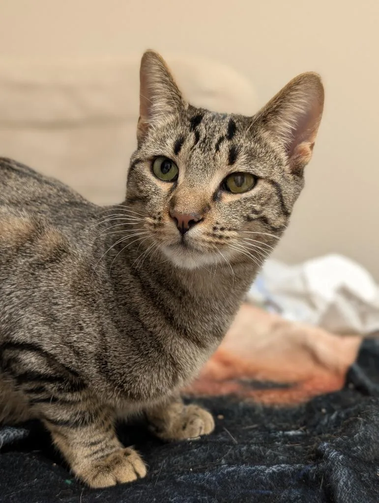 Frenchie thumbnail 2