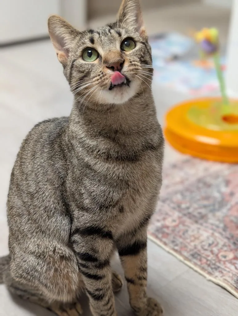 Frenchie thumbnail 3