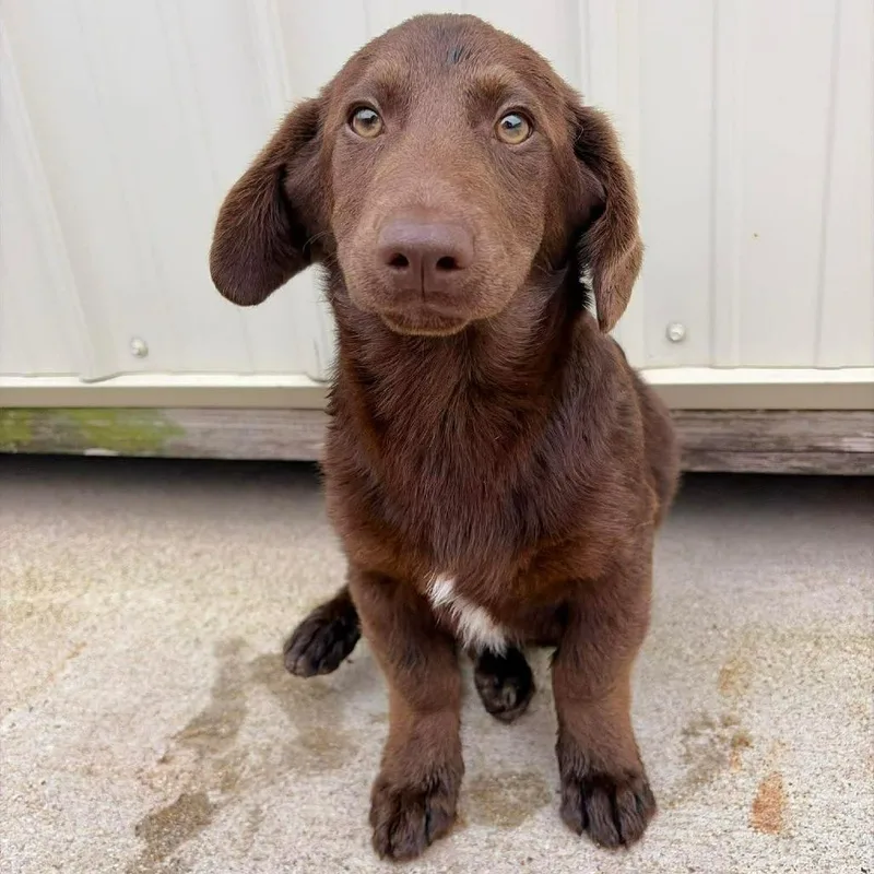 A baby medium-sized male Brown / Chocolate Australian Shepherd dog named Moose for adoption in Fredericksburg, TX