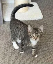 A baby small-sized female Domestic Short Hair cat named Chicken Noodle for adoption in Mission Viejo, CA