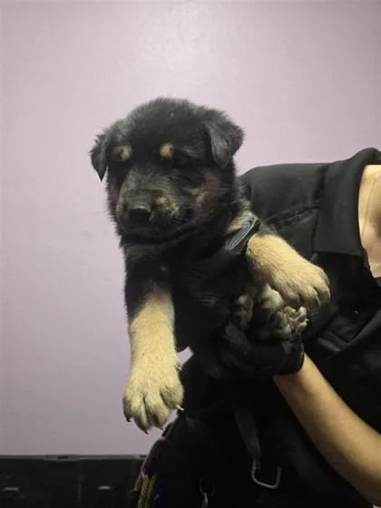 A baby large-sized female Black German Shepherd Dog dog named 60768647 for adoption in El Paso, TX