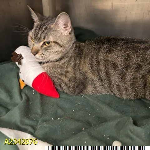 An adult small-sized female Domestic Short Hair cat named Junebug for adoption in West Palm Beach, FL