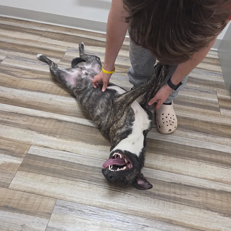 Louie thumbnail 3