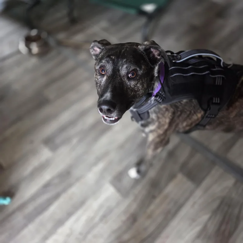 Louie thumbnail 4
