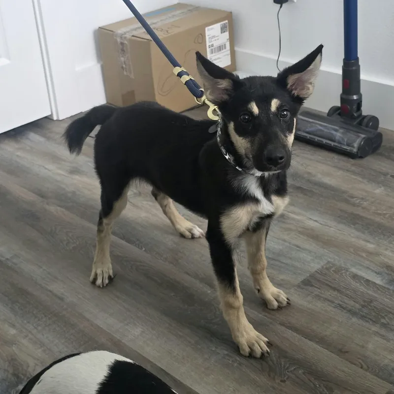 A baby medium-sized female Shepherd dog named Sage for adoption in Martinez, CA