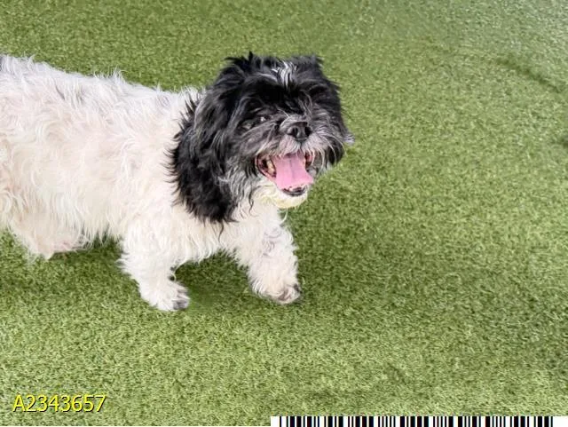 An adult small-sized male Mixed Breed dog named Bronco for adoption in West Palm Beach, FL