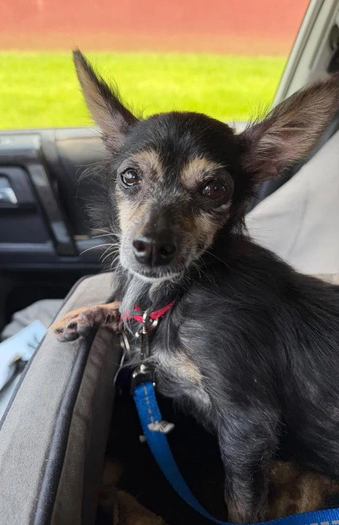 A senior small-sized female Chihuahua dog named Stella B. for adoption in Ellijay, GA