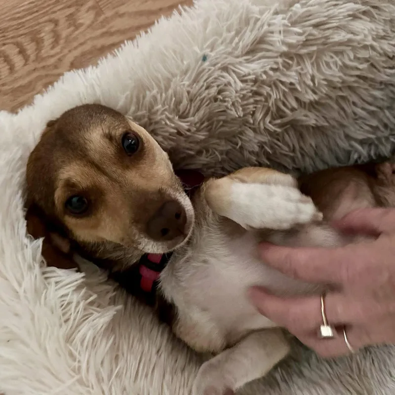 An adult small-sized female Chihuahua dog named Maple for adoption in Hillsborough , NC