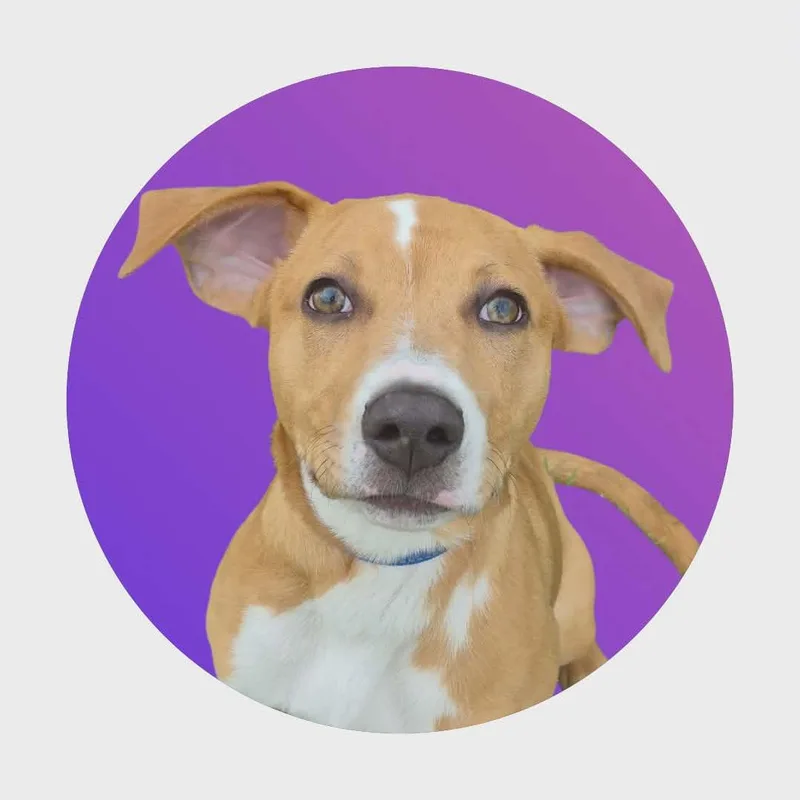 A baby medium-sized female Red / Chestnut / Orange Hound dog named Isla for adoption in Anderson, IN