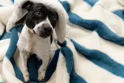 A senior large-sized female Mixed Breed dog named Tabitha FKA for adoption in West Chester, PA