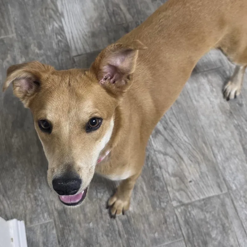 Canelita thumbnail 3