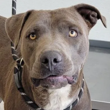 An adult medium-sized male Gray / Blue / Silver Mixed Breed dog named K for adoption in Las Cruces, NM