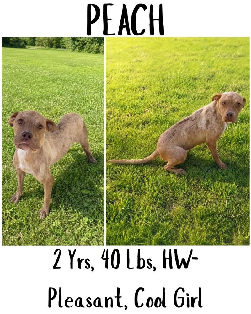 A young medium-sized female Catahoula Leopard Dog dog named Peach for adoption in Albany, GA