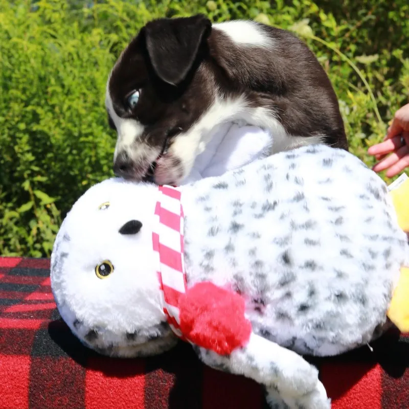 A baby medium-sized female Black Border Collie dog named CT Bing for adoption in Eastford, CT