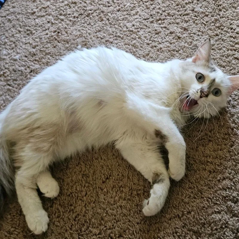 A young small-sized female Siamese cat named Camellia for adoption in Hemet, CA
