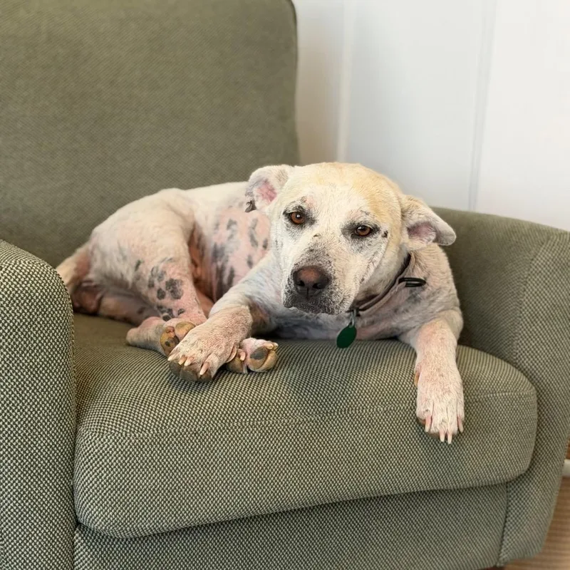 A young medium-sized female Yellow / Tan / Blond / Fawn Mixed Breed dog named Freckles for adoption in Buffalo, MN