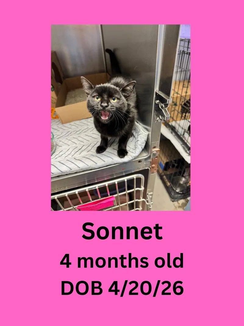 A young small-sized female Black Domestic Short Hair cat named Sonnet for adoption in Ravenna, OH