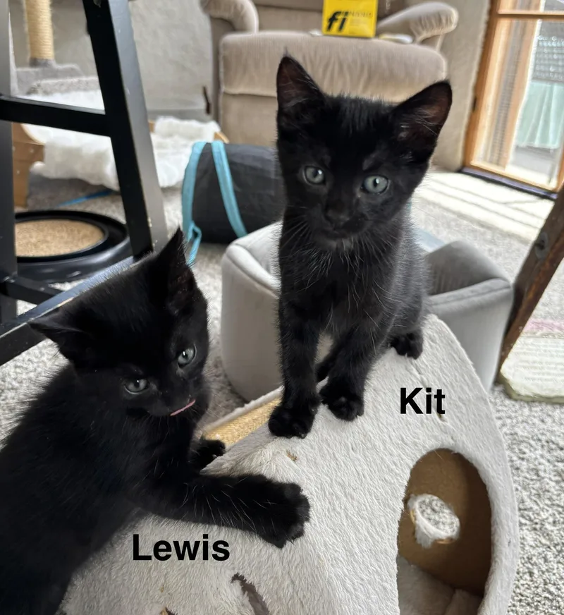 Lewis The Pretty