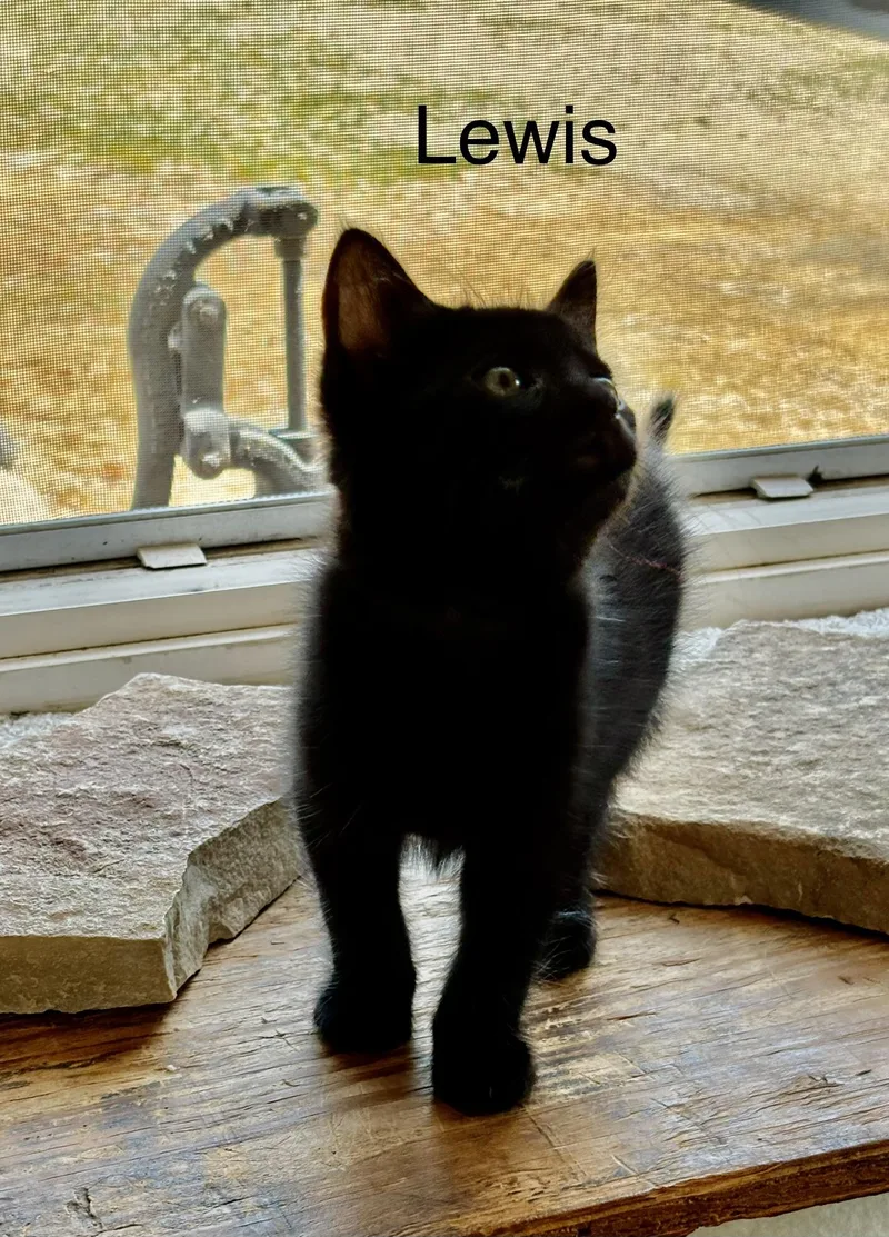 Lewis  The Pretty thumbnail 2