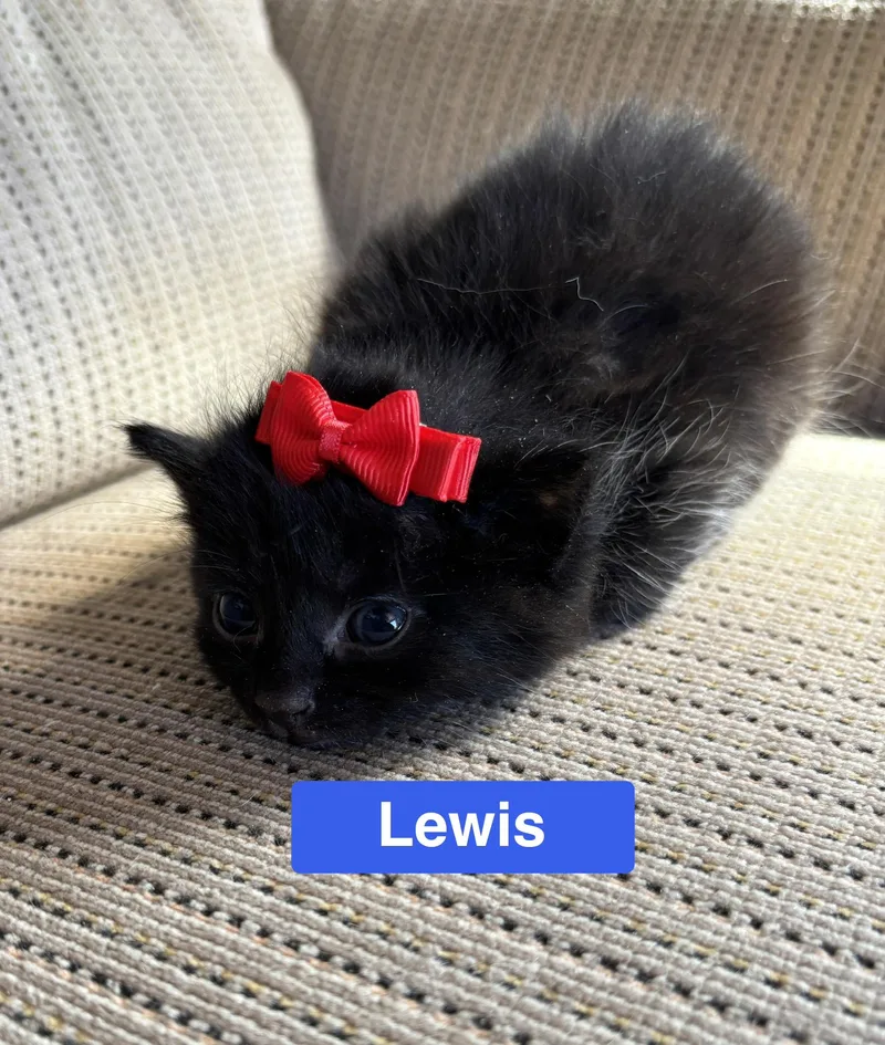 Lewis  The Pretty thumbnail 3