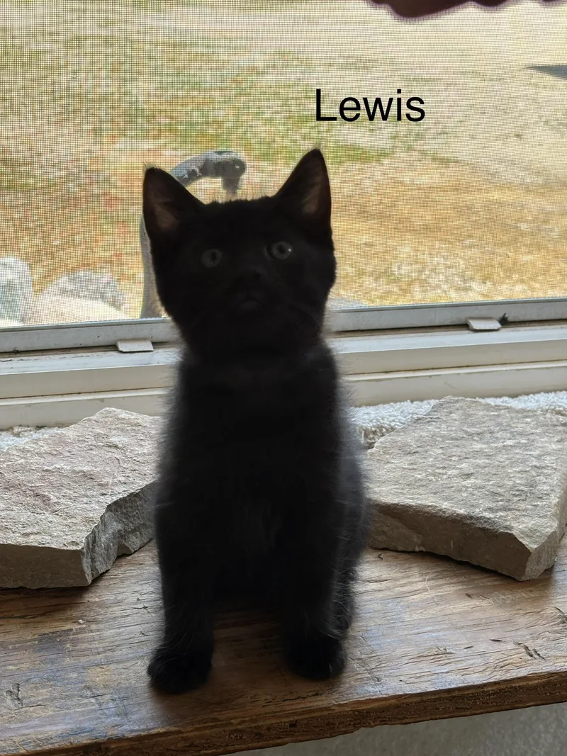 Lewis  The Pretty thumbnail 4