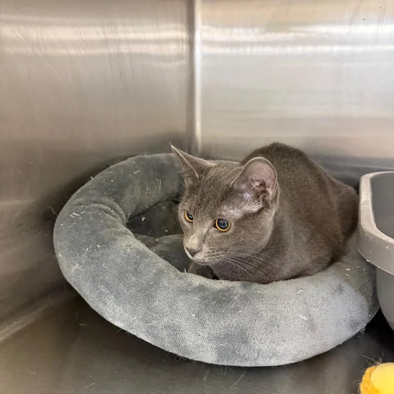 A young small-sized female Gray / Blue / Silver Domestic Short Hair cat named Chase for adoption in Hagerstown, MD