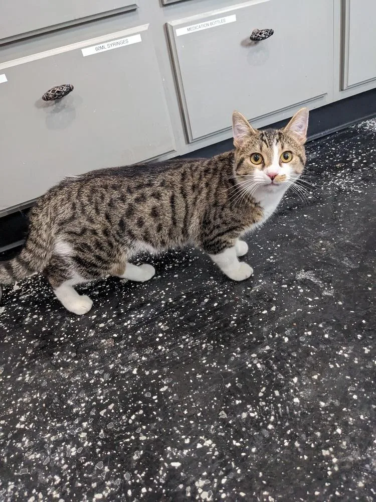 A young medium-sized male Domestic Short Hair cat named Logan for adoption in Lewisburg, TN