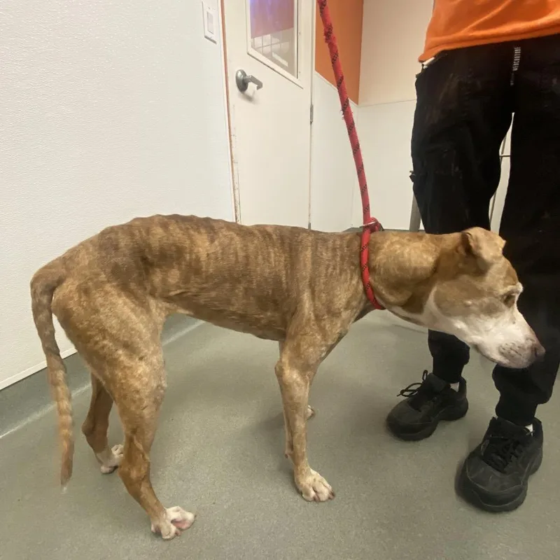 A senior medium-sized female Brindle Pit Bull Terrier dog named Lucky for adoption in Westminster, CA