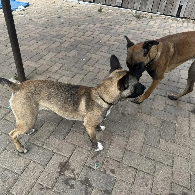 A young medium-sized female Yellow / Tan / Blond / Fawn Belgian Shepherd / Malinois dog named Xena for adoption in San Diego, CA