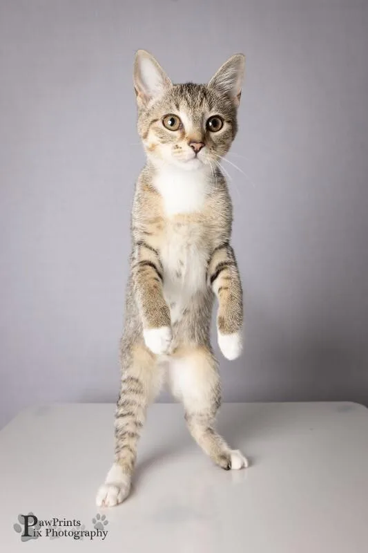 A young medium-sized female Buff & White Domestic Short Hair cat named Sepia for adoption in Maryville, TN