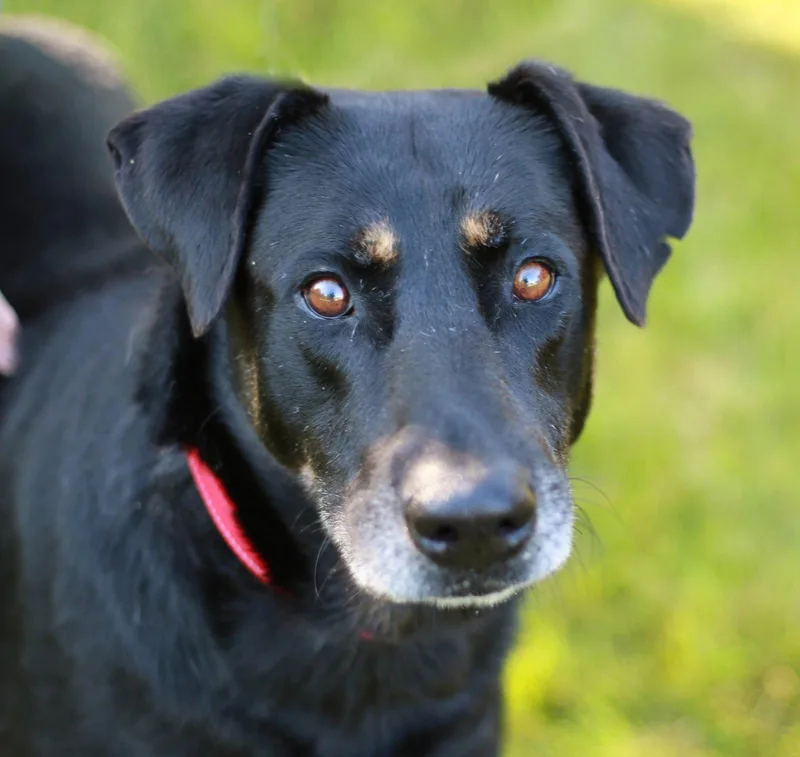 A senior extra large-sized male Labrador Retriever dog named Rudy for adoption in Mankato, MN