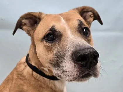 A senior large-sized female German Shepherd Dog dog named Bella for adoption in Coon Rapids, MN