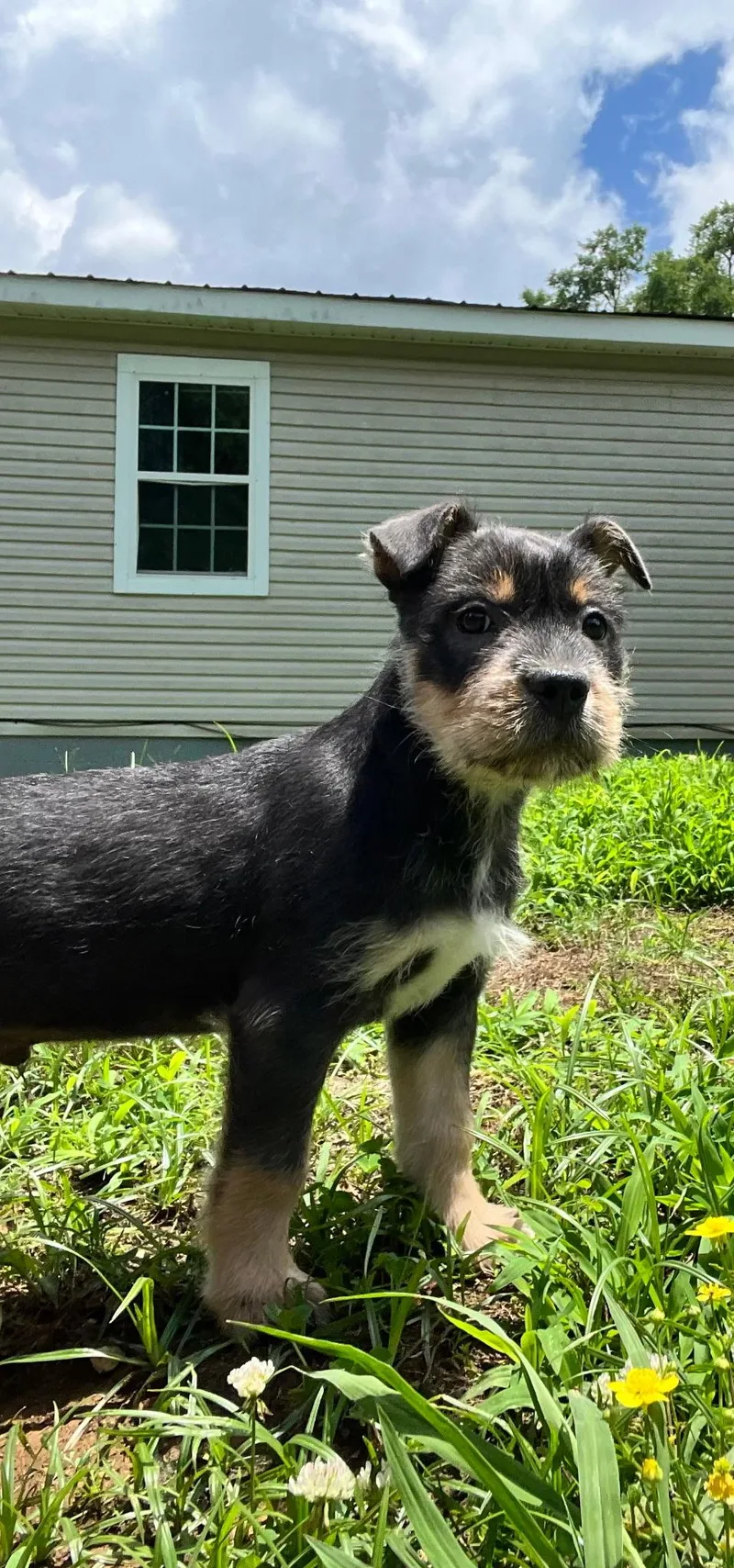 A baby small-sized male Miniature Schnauzer dog named Bowser for adoption in Bradenton, FL
