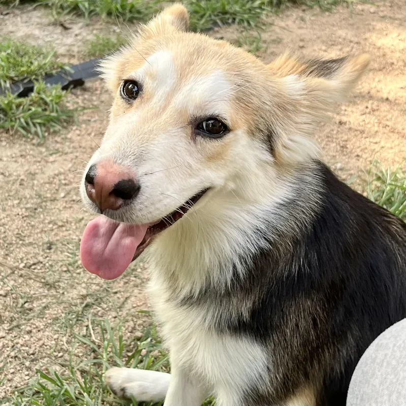 A young medium-sized female Tricolor (Brown, Black, & White) Husky dog named Daisy for adoption in Conroe, TX