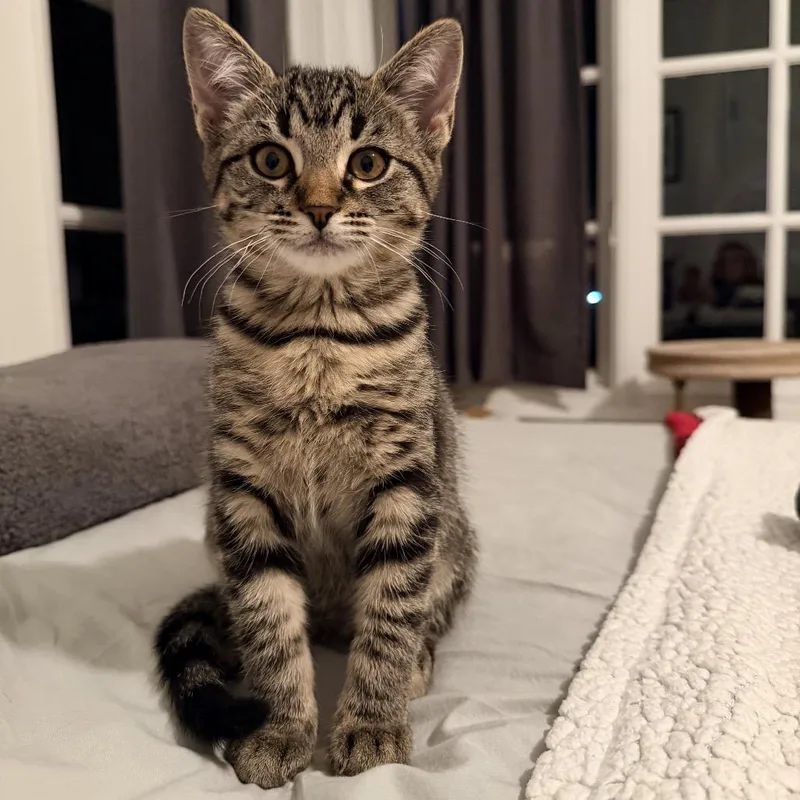 A baby small-sized female Brown / Chocolate Domestic Short Hair cat named Maddie for adoption in Los Angeles, CA
