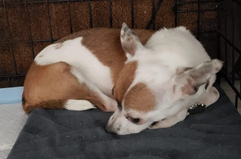 An adult small-sized female White / Cream Chihuahua dog named Sparkles for adoption in Albuquerque, NM