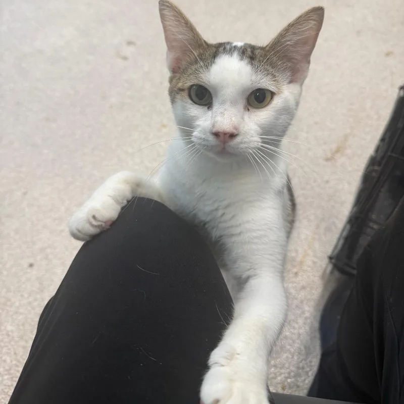 A young medium-sized male Domestic Short Hair cat named Binx for adoption in Horn Lake, MS