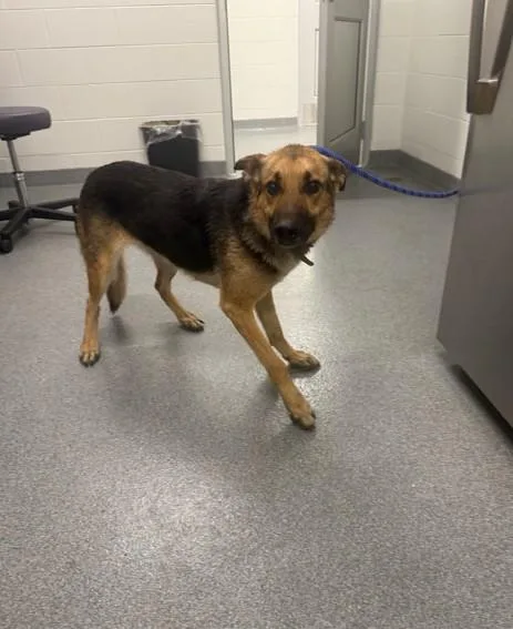 A young large-sized female German Shepherd Dog dog named Hosta for adoption in Toledo, OH
