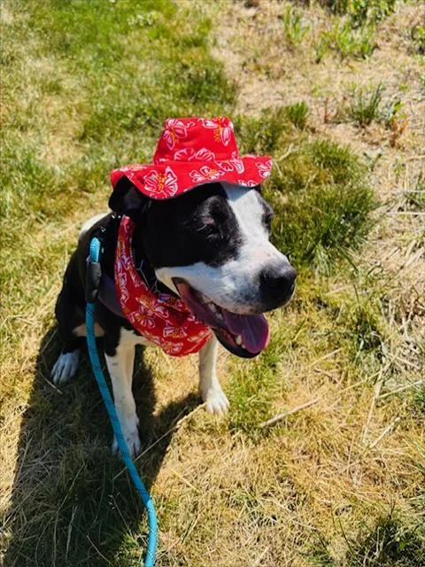 An adult medium-sized male Mixed Breed dog named Milty for adoption in Charlotte, NC
