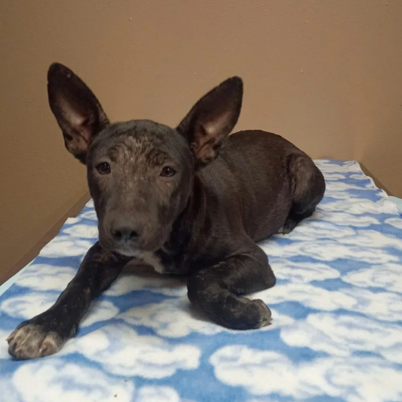 A baby small-sized female Mixed Breed dog named Fluttershy for adoption in Stilwell, OK