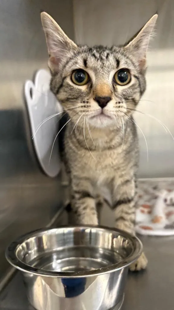 A baby medium-sized female Domestic Short Hair cat named Neddie for adoption in Clarksville, TN