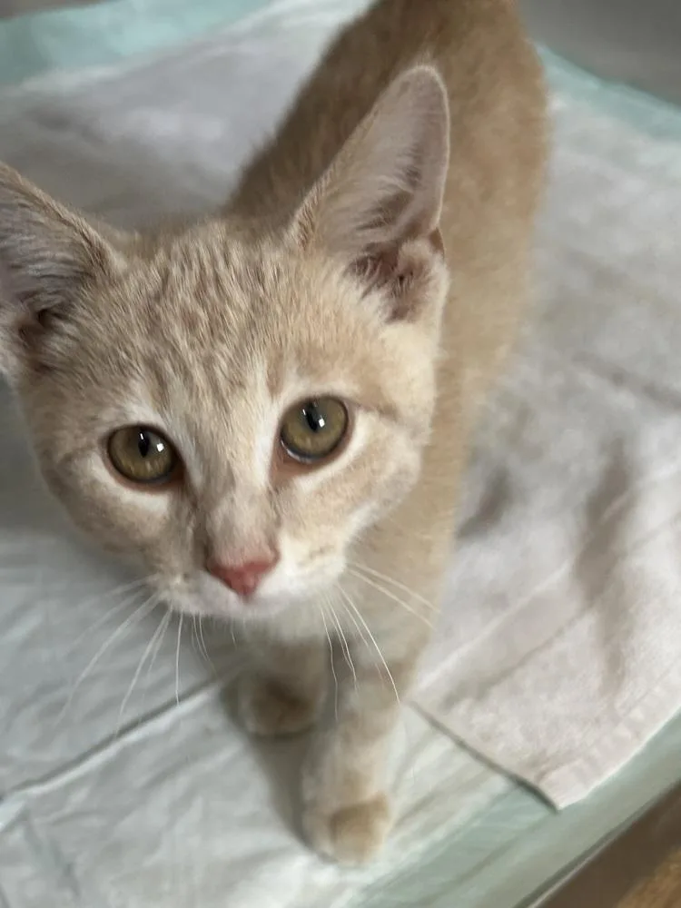 A baby small-sized male Domestic Short Hair cat named Elio for adoption in Linton, IN