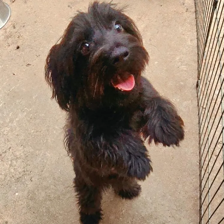 A baby small-sized female Black Shih Tzu dog named Annie Mae for adoption in Athens, AL