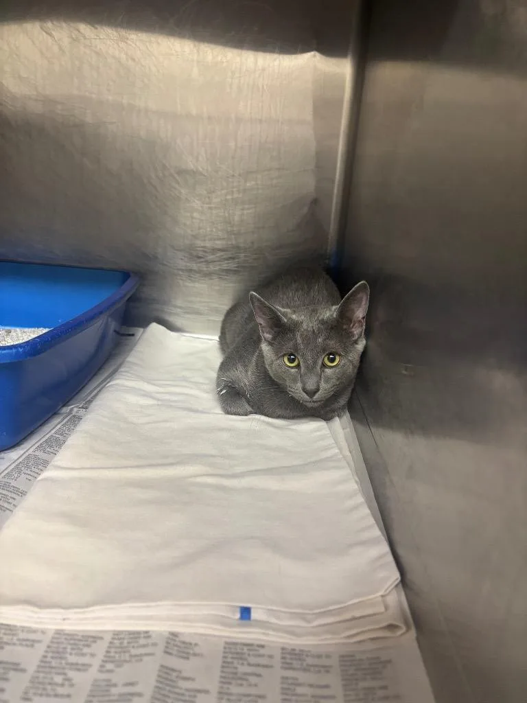 A baby medium-sized male Domestic Short Hair cat named Foo Fighter for adoption in Sorrento, LA