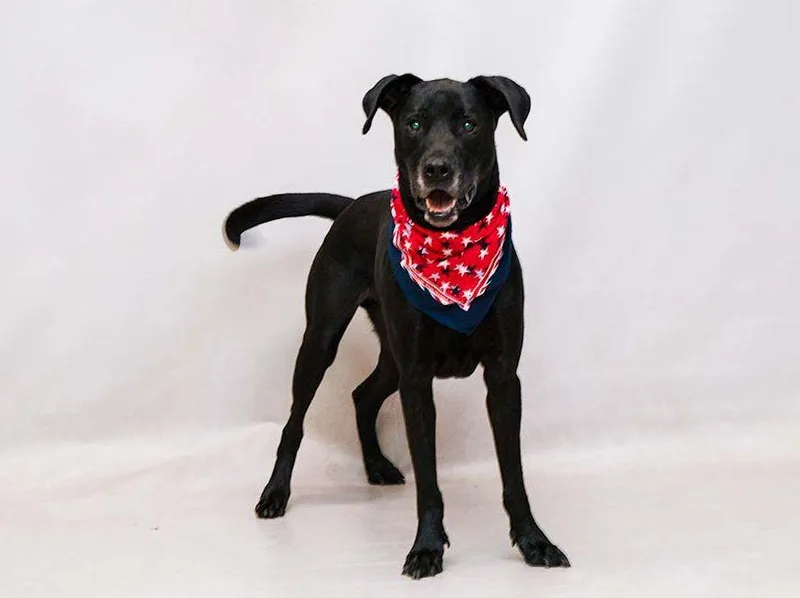 An adult large-sized male Black Labrador Retriever dog named Ranger for adoption in Sanford, FL